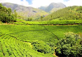 assam